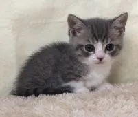 マンチカン【群馬県・男の子・2016年10月19日・ブルータビー&ホワイト】の写真4