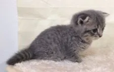 マンチカン【群馬県・男の子・2016年6月25日・ブルータビー】の写真4