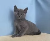 ロシアンブルー【群馬県・男の子・2024年4月9日・ブルー】の写真4