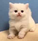 マンチカン(短足)【群馬県・女の子・2019年3月6日・ホワイト】の写真4