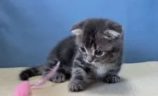 マンチカン(短足)【群馬県・男の子・2021年3月8日・ブルータビー】の写真4