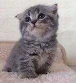 マンチカン【群馬県・男の子・2016年6月25日・ブルータビー】の写真5