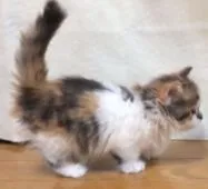 マンチカン【群馬県・女の子・2015年9月1日・キャリコ】の写真5