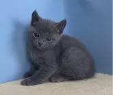 ロシアンブルー【群馬県・男の子・2024年3月30日・ブルー】の写真5