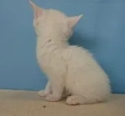 マンチカン(長足)【群馬県・男の子・2018年9月27日・ホワイト】の写真5