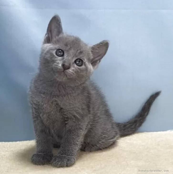 M.M 様のお迎えした子猫