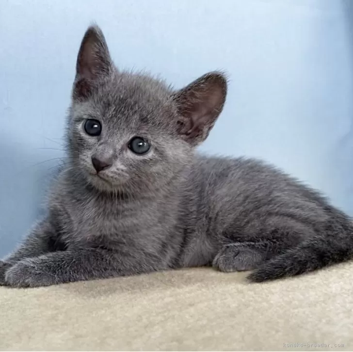 ID:2507-00033の子猫
