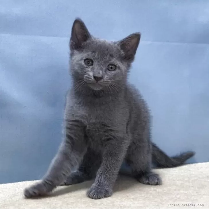 K.K 様のお迎えした子猫