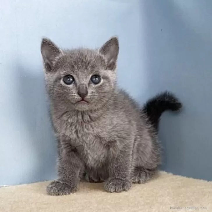 T.Ｉ 様のお迎えした子猫