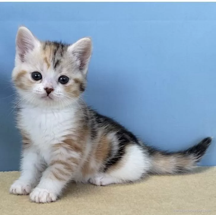 ID：2501-00528の子猫