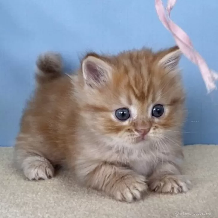 マンチカン(短足)【群馬県・女の子・2025年9月22日・レッドタビー】の写真1