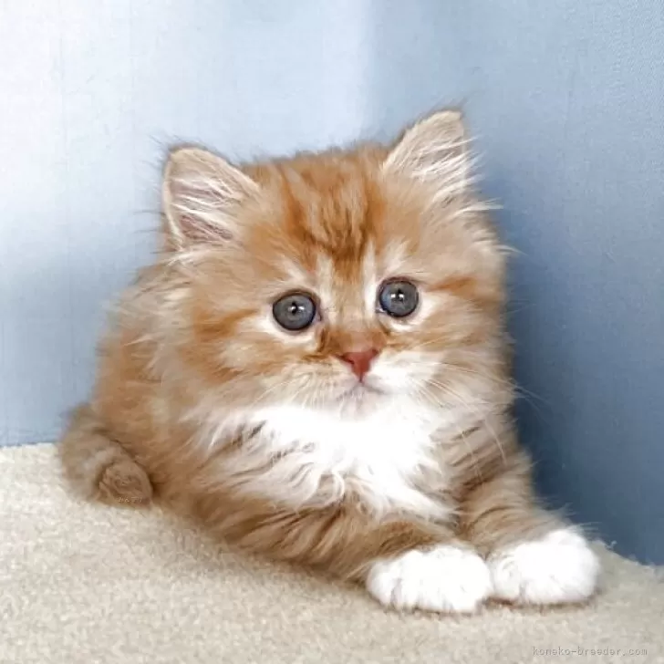 R.F 様のお迎えした子猫