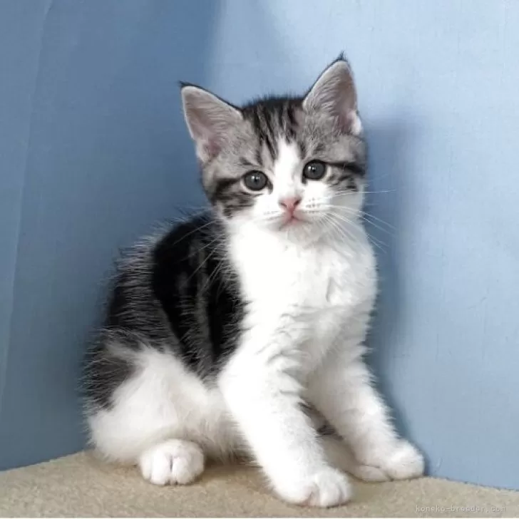 ID：2506-02472の子猫