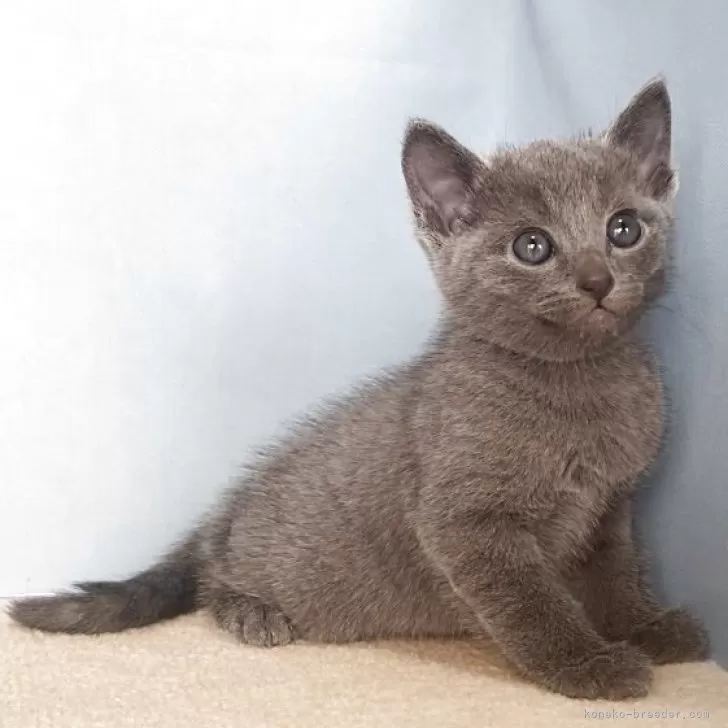 ロシアンブルー【群馬県・男の子・2025年10月25日・ブルー】の写真1