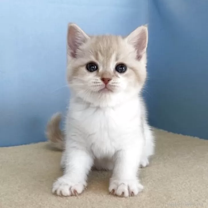 マンチカン(長足)【群馬県・女の子・2025年10月12日・クリームタビー&amp;ホワイト】の写真1