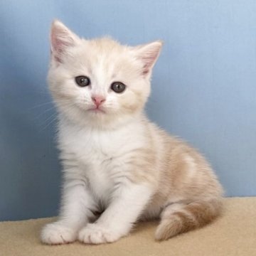 マンチカン(長足)【群馬県・女の子・2025年11月7日・クリームタビー&ホワイト】の写真「丸顔のかわいい女の子です:)」