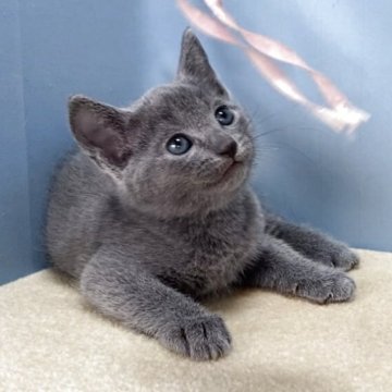 ロシアンブルー【群馬県・女の子・2025年9月30日・ブルー】の写真「カワイイ女の子です:)」