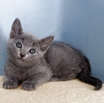 ロシアンブルー【群馬県・女の子・2025年9月30日・ブルー】の写真「カワイイ女の子です:)」