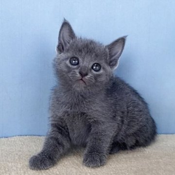ロシアンブルー【群馬県・女の子・2025年10月30日・ブルー】の写真「かわいい女の子です:)」