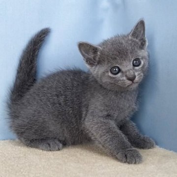 ロシアンブルー【群馬県・男の子・2025年10月30日・ブルー】の写真「かわいい男の子です:)」