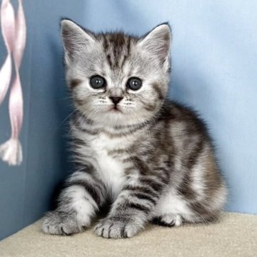 マンチカン(長足)【群馬県・女の子・2025年7月18日・シルバーパッチドタビー】の写真「丸顔のかわいい女の子です:)9/13よりお引渡し可」