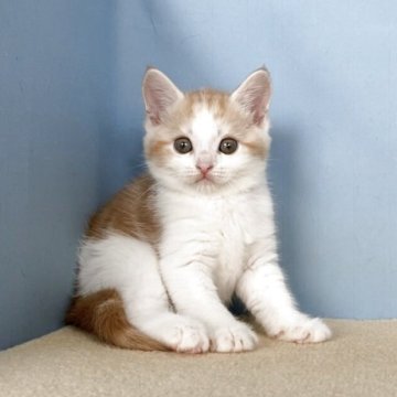 マンチカン(長足)【群馬県・男の子・2025年8月13日・レッドタビー&ホワイト】の写真「かわいい男の子です:)」