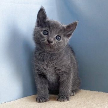 ロシアンブルー【群馬県・男の子・2025年9月30日・ブルー】の写真「カワイイ男の子です:)」