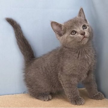 ロシアンブルー【群馬県・女の子・2025年10月30日・ブルー】の写真「かわいい女の子です:)」