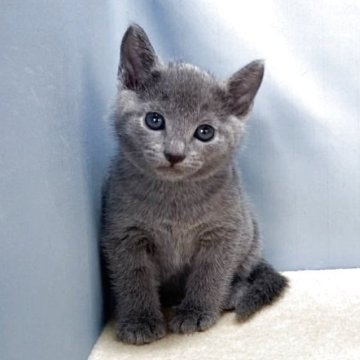 ロシアンブルー【群馬県・男の子・2025年9月30日・ブルー】の写真「カワイイ男の子です:)」
