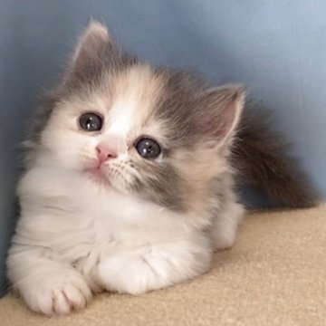 マンチカン(短足)【群馬県・女の子・2025年11月7日・ダイリュートキャリコ】の写真「ふわふわのかわいい短足ちゃんです:)」