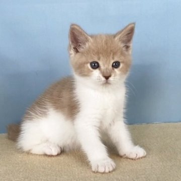 マンチカン(長足)【群馬県・女の子・2025年10月12日・レッドタビー&ホワイト】の写真「丸顔のかわいい女の子です:)」