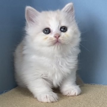 マンチカン(長足)【群馬県・女の子・2025年11月7日・クリームタビー&ホワイト】の写真「ふわふわのかわいい女の子です:)」