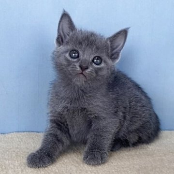 ロシアンブルー【群馬県・女の子・2025年10月30日・ブルー】の写真「かわいい女の子です:)」