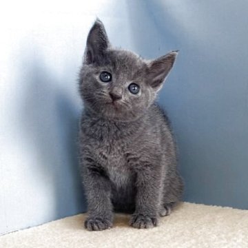 ロシアンブルー【群馬県・男の子・2025年9月30日・ブルー】の写真「カワイイ男の子です:)」