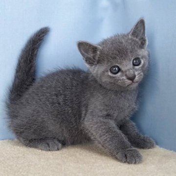 ロシアンブルー【群馬県・男の子・2025年10月30日・ブルー】の写真「かわいい男の子です:)」