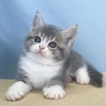 マンチカン(長足)【群馬県・男の子・2025年11月7日・ブルータビー&ホワイト】の写真「丸顔のかわいい男の子です:)」