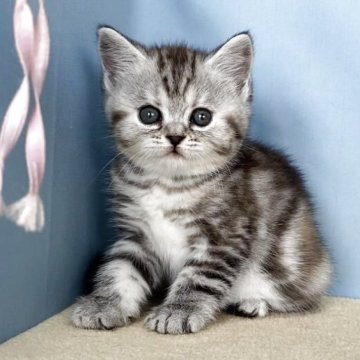 マンチカン(長足)【群馬県・女の子・2025年7月18日・シルバーパッチドタビー】の写真「丸顔のかわいい女の子です:)」