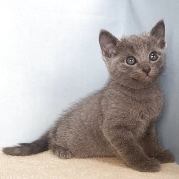 ロシアンブルー【群馬県・男の子・2025年10月25日・ブルー】の写真「かわいい男の子です:)」