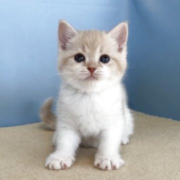 マンチカン(長足)【群馬県・女の子・2025年10月12日・クリームタビー&ホワイト】の写真「丸顔のかわいい女の子です:)」