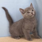 ロシアンブルー