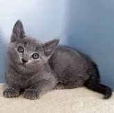 ロシアンブルー