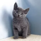 ロシアンブルー