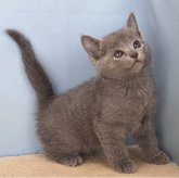 ロシアンブルー