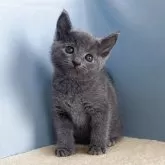 ロシアンブルー