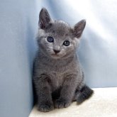 ロシアンブルー