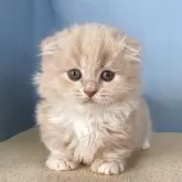 マンチカン(短足)