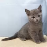 ロシアンブルー