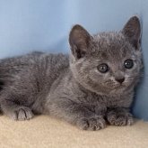 ロシアンブルー