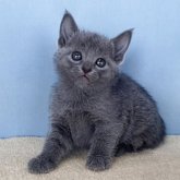 ロシアンブルー