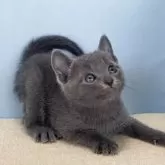 ロシアンブルー